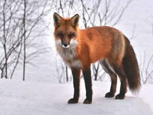 fox Alain Audet por Pixabay