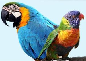 papagaio e periquito