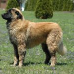 serra da estrela dog